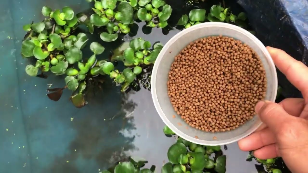 KĨ THUẬT NUÔI CÁ TRẠCH ĐỒNG MIỀN BẮC TRÊN BỂ BẠT