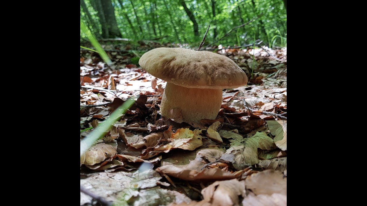 FUNGHIAMO A PORCINI!