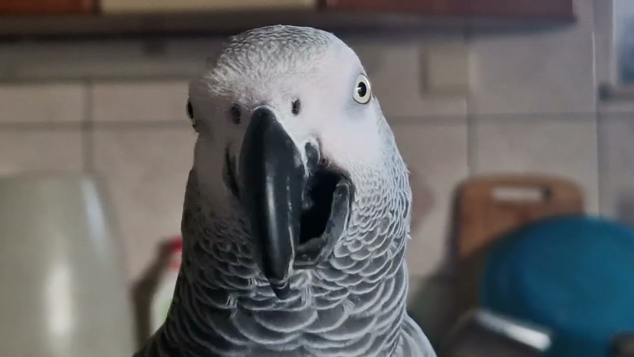 Boook!!!