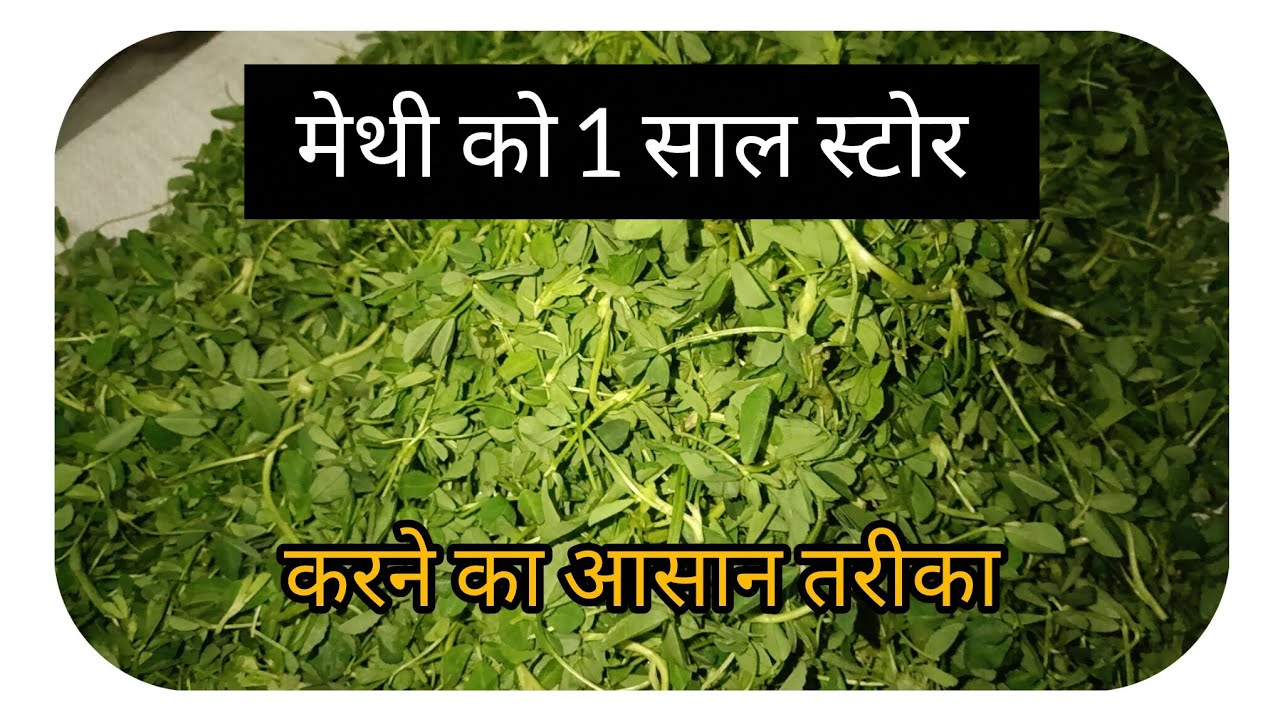 मेथी को 1 साल स्टोर करने का आसान तरीका 😱