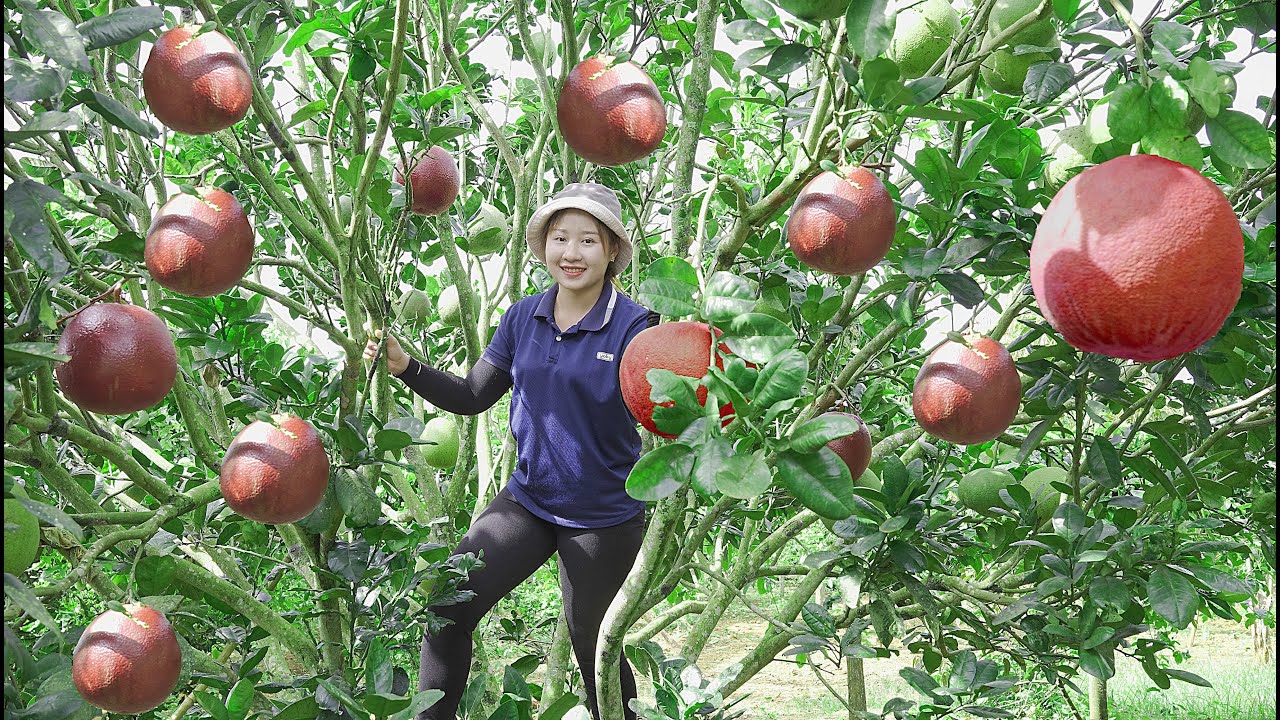 Harvesting Red Grapefruit   Making grapefruit sweet soup to sell at the market  Lucia's daily life