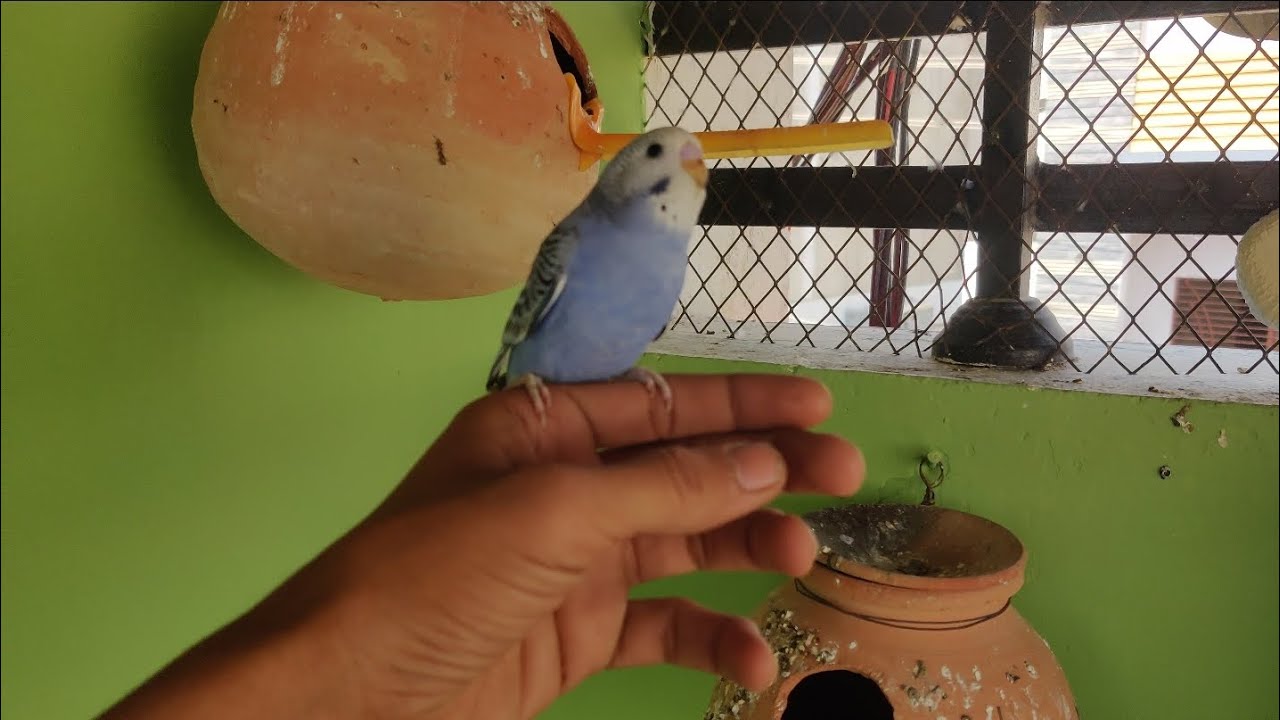 Day 60🦜🐦#birds PART 2 first baby come oute😍Alhamdulillah 👉 @ansarak7747  #budgies #parrot #minivlog 