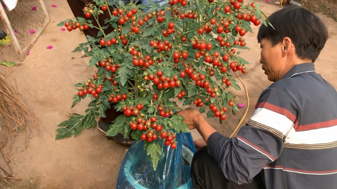 Tết chơi cà chua cho rực rỡ các bác à