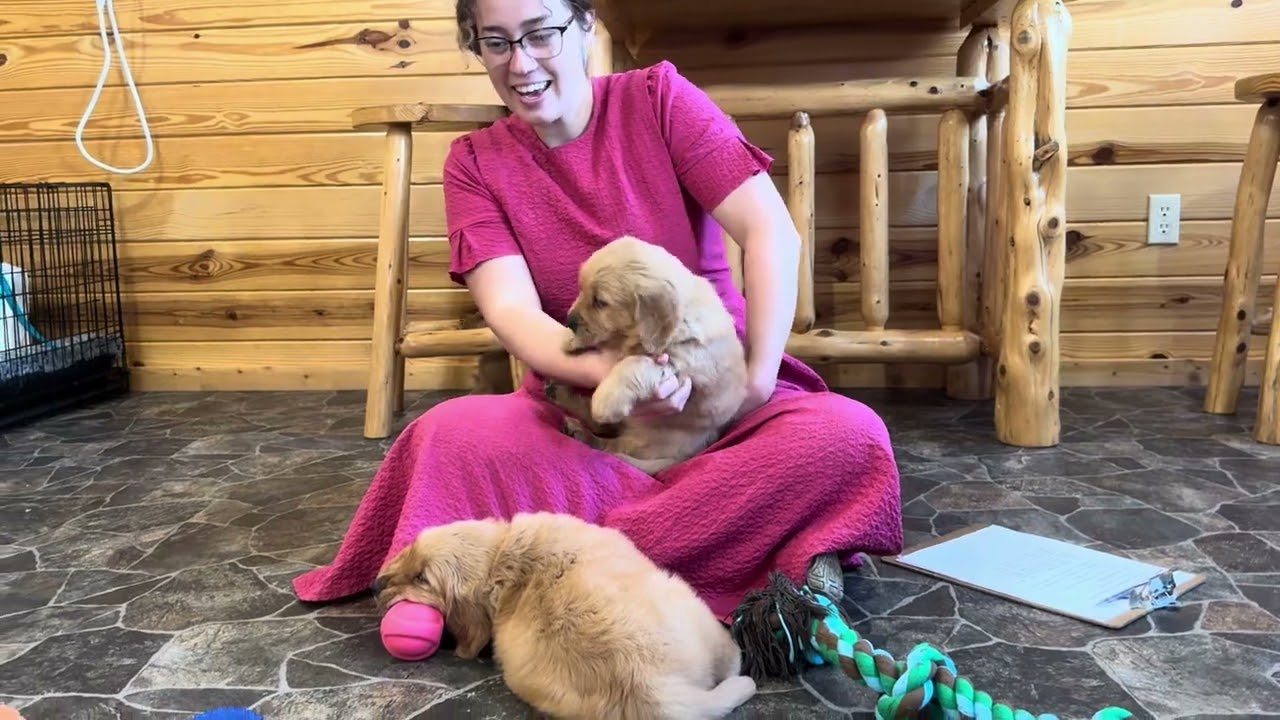 Gentle's Golden Retriever Puppies!