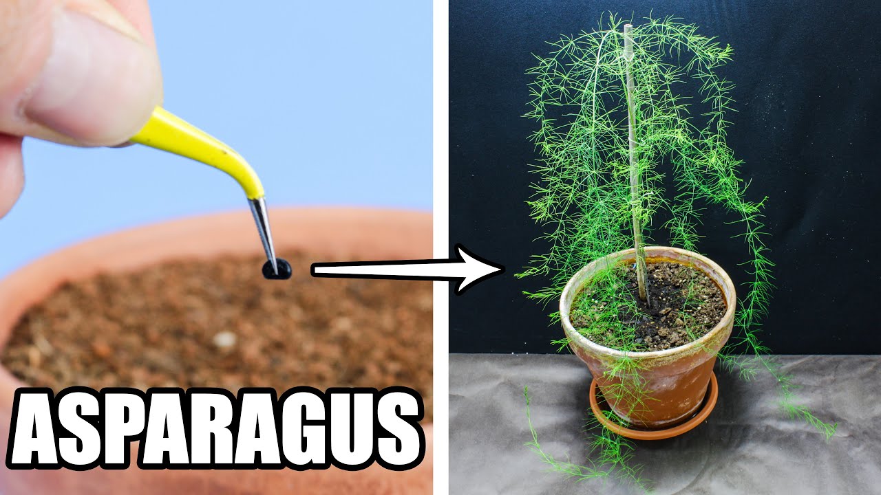 Asparagus Growing From Seed (62 Days Time Lapse)