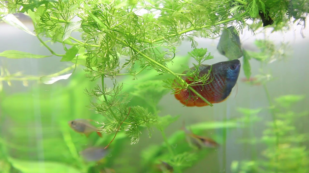 Gourami mating ritual