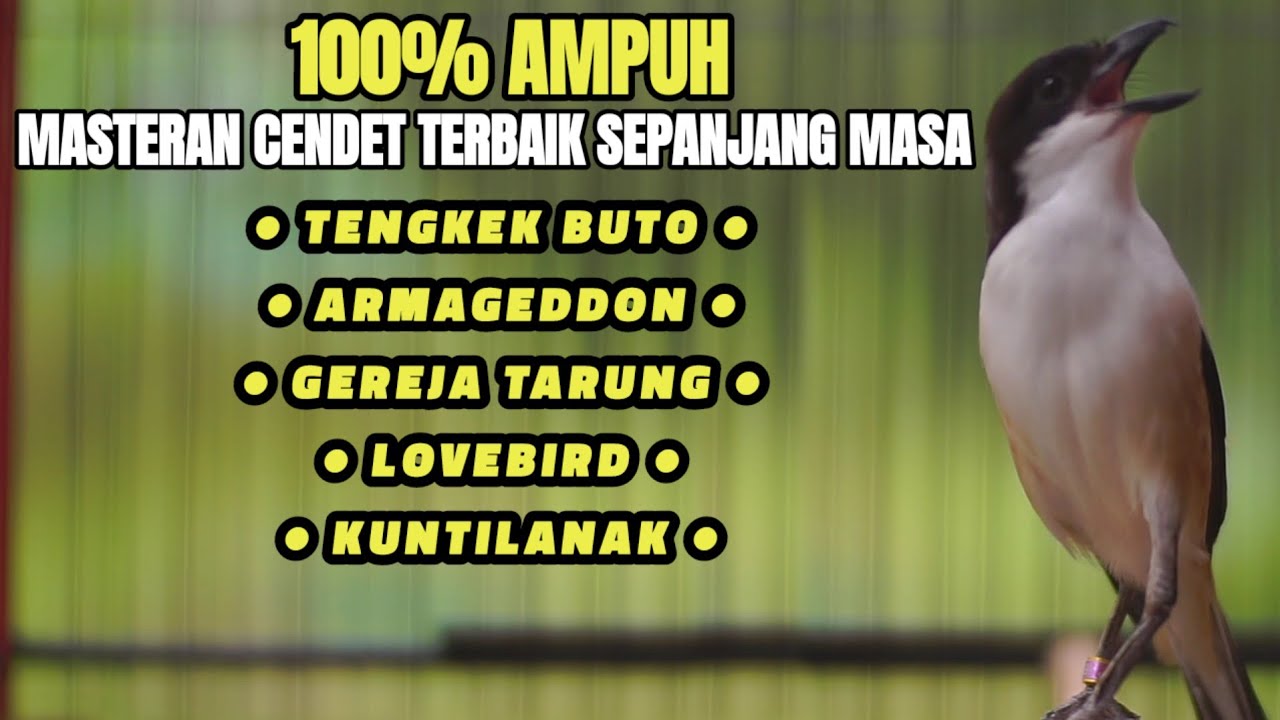 SUARA CENDET GACOR TERBAIK SEPANJANG MASA 100% AMPUH BUAT MASTERAN CENDET MANAPUN