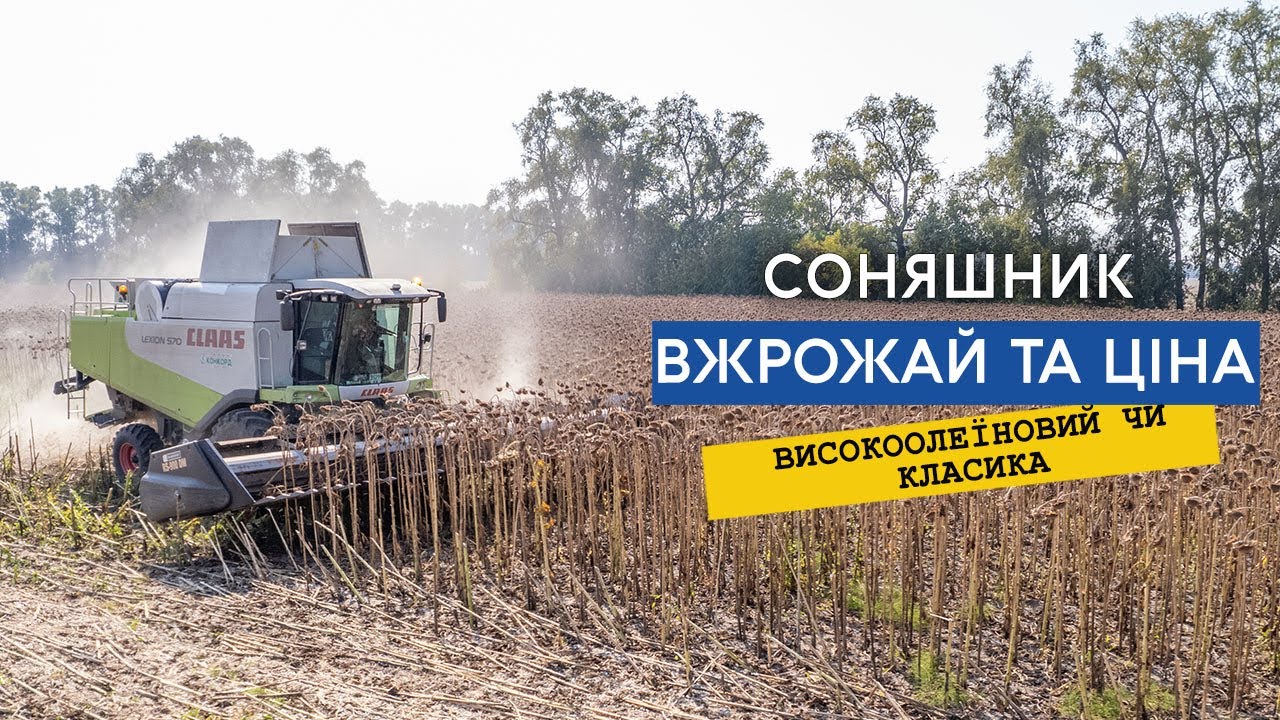 Високоолеїновий соняшник з господарства 22000 грн/т, взимку класику здамо по 25. Врожайність 40ц/га