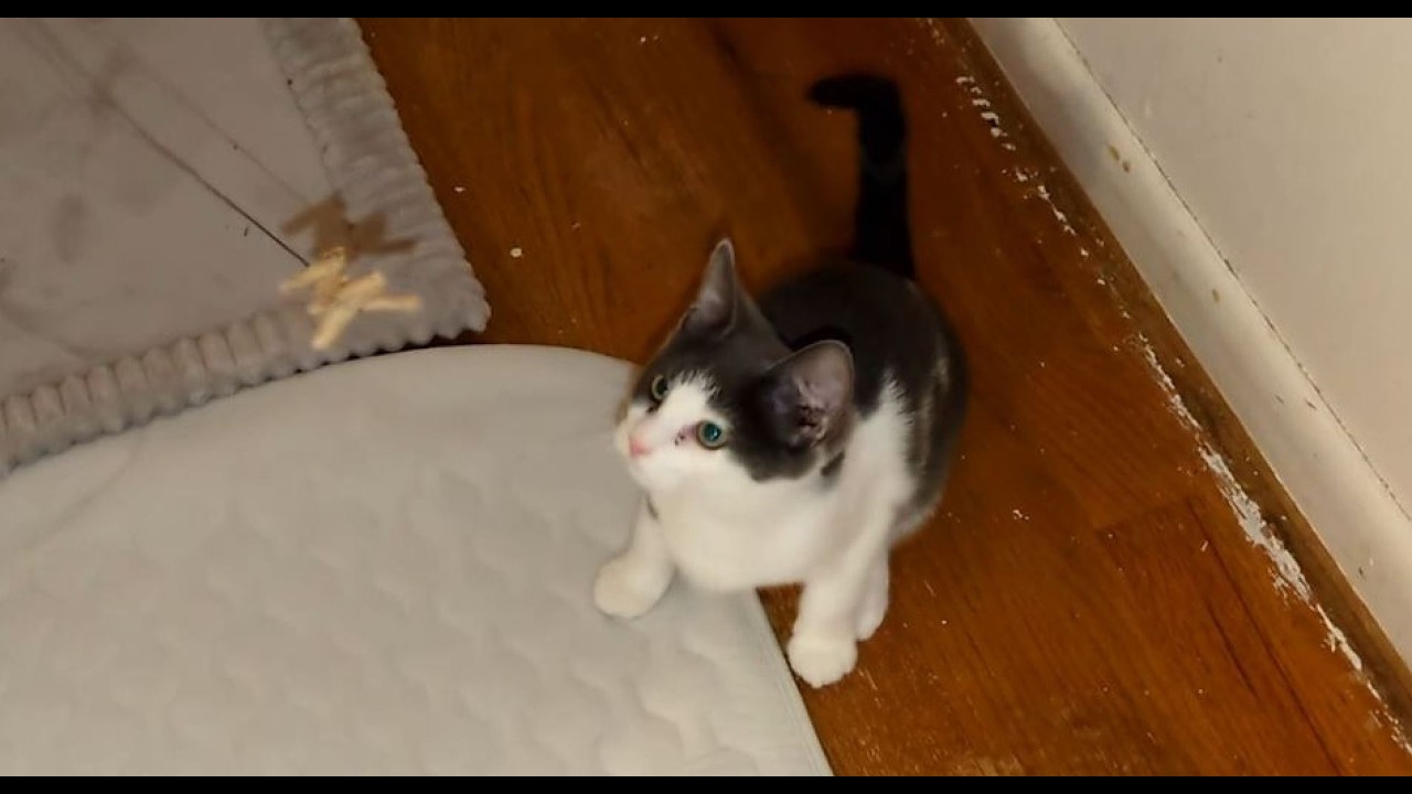 The Kittens 3 Month Anniversary Week Concludes with One More Compilation