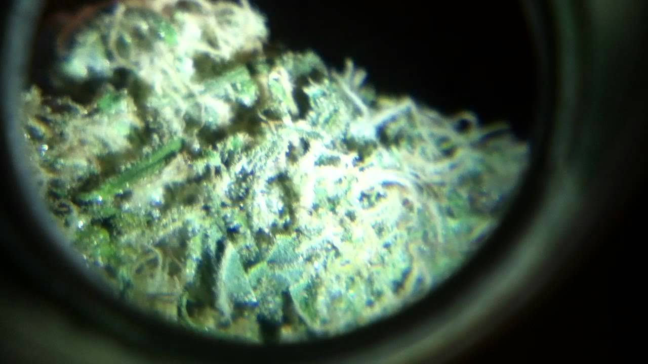 Upclose - Snowcap / Grape Ape / 73 Micron Hash 