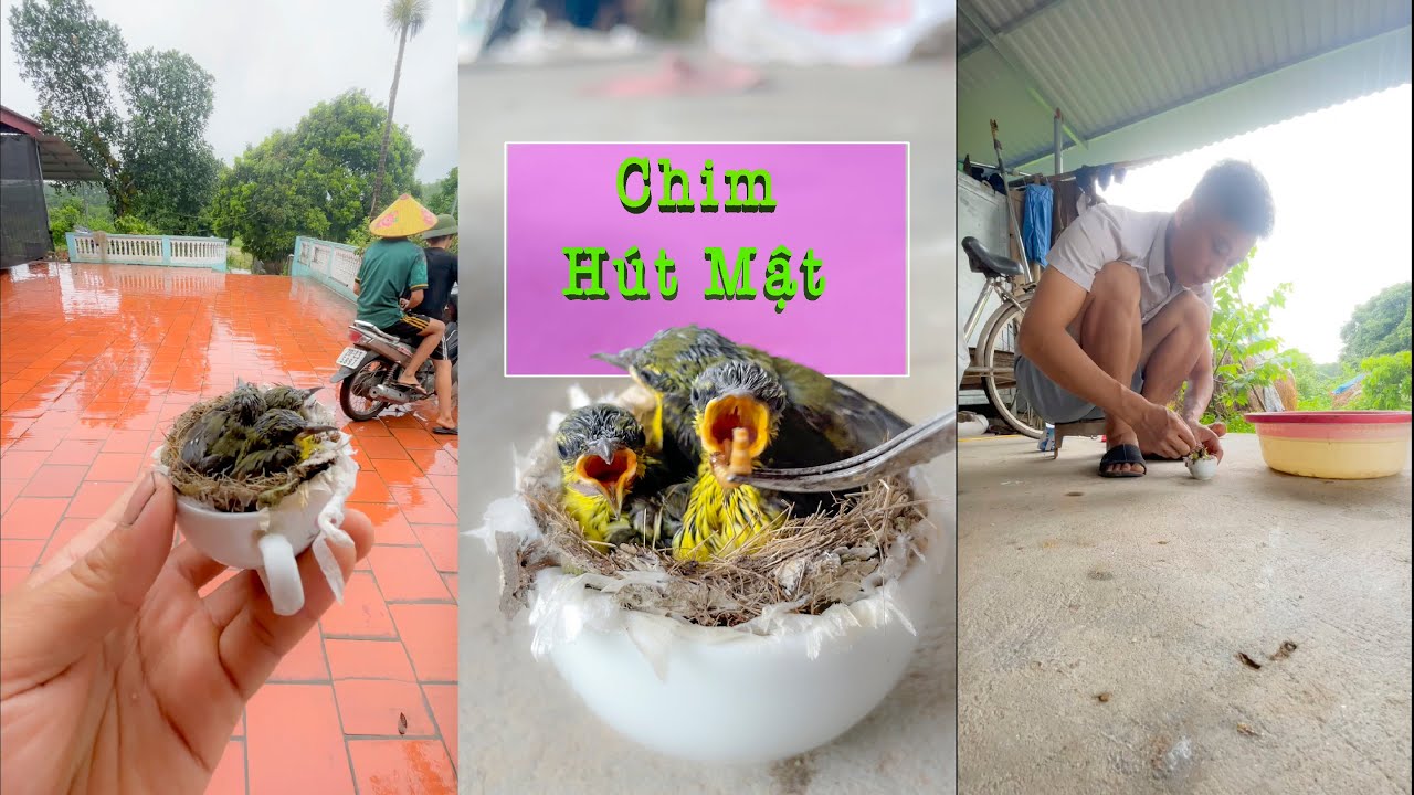 Chăm s&oacute;c chim h&uacute;t mật c&oacute; dễ kh&ocirc;ng? - Y&ecirc;u Chim Cảnh