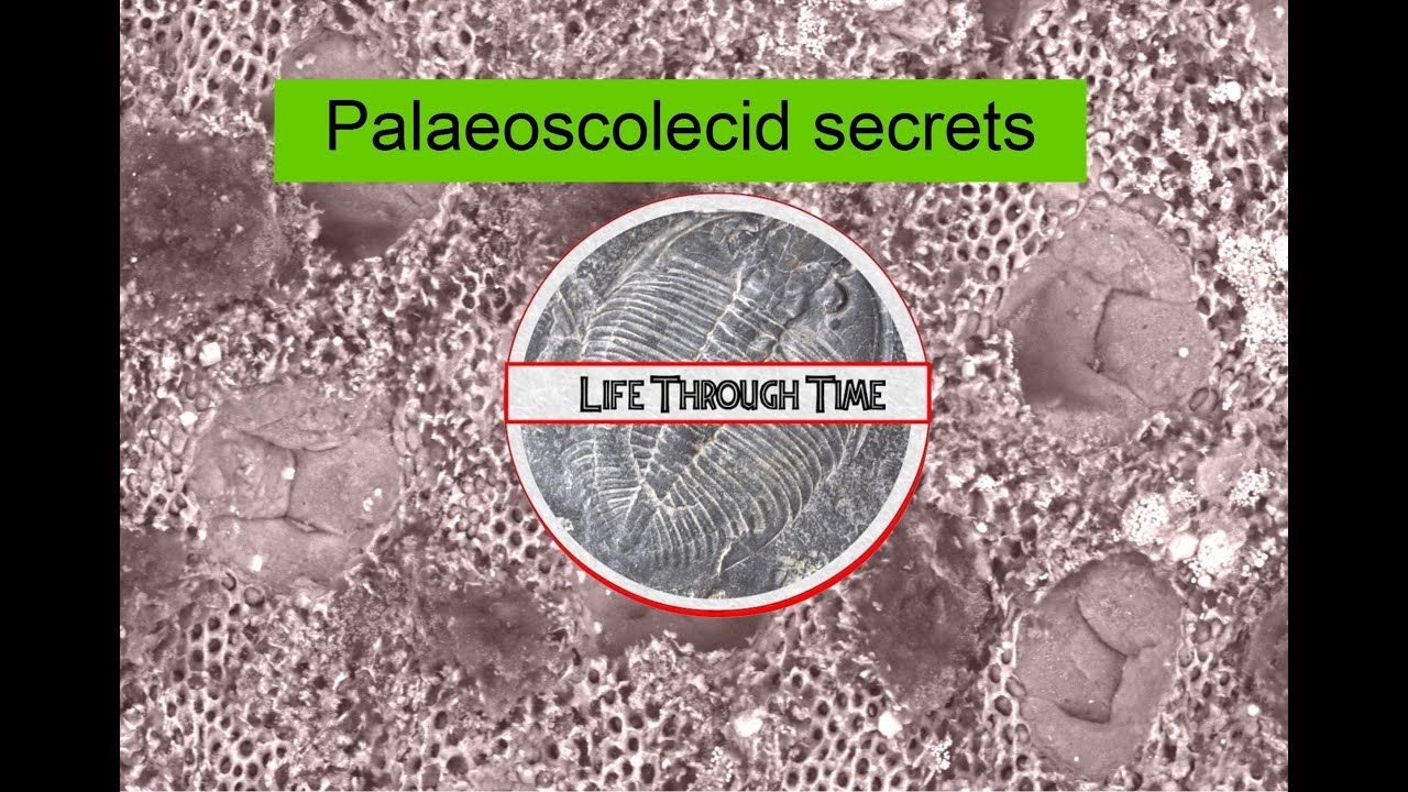 Palaeoscolecidans: the hidden beauty of 