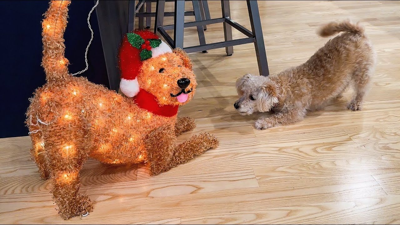 HILARIOUS Holiday Pet Fails! 🎄😂