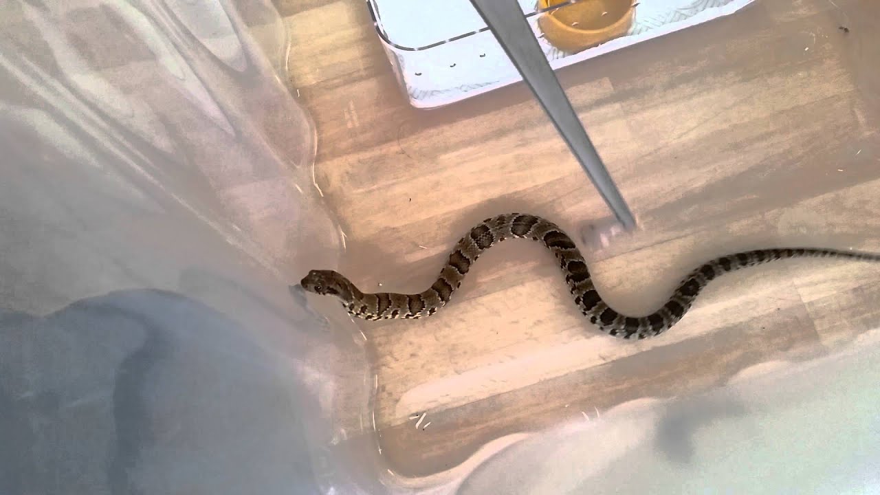 Feeding baby false water Cobra