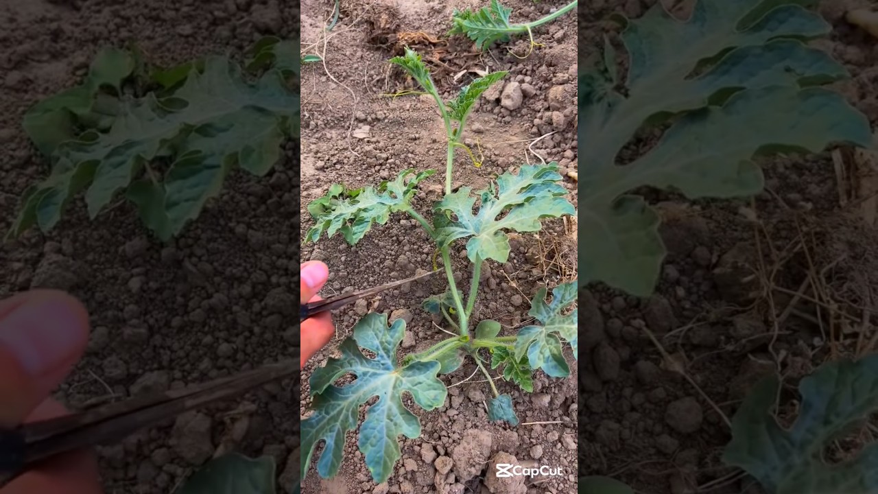 Watermelon pruning ( topping)#smartfarming #organicfarming #gardeningtips