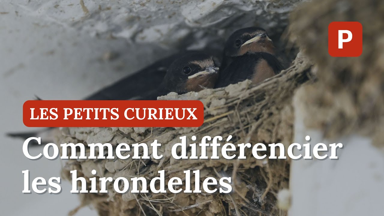 Les Petits Curieux du Limousin - Apprenez à différencier les hirondelles de la Haute-Vienne !