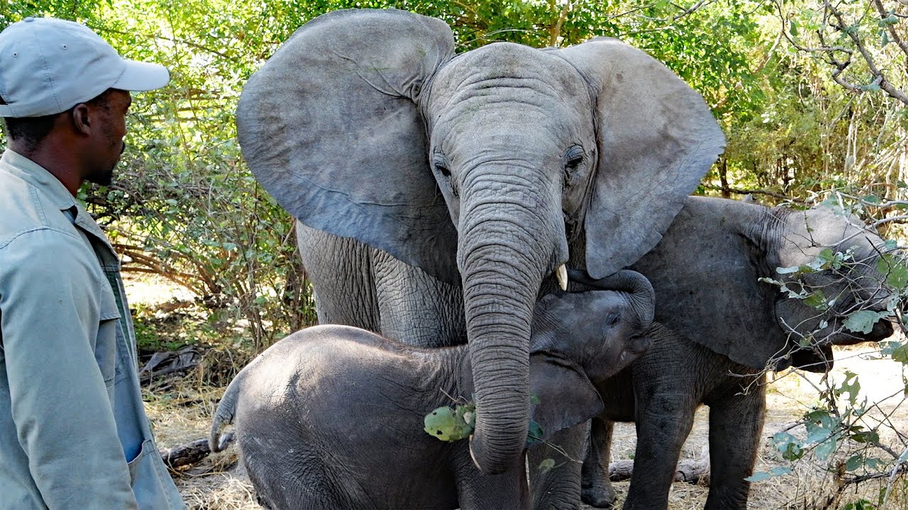 The Matriarch's Role: Bokamoso Teaches Baby Elephants Essential Skills