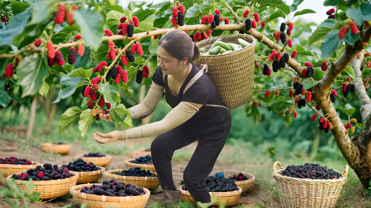 Asian Mulberry Harvest 🌿 From Farm to Table | Preserving Mulberries for Winter | Farm 4K