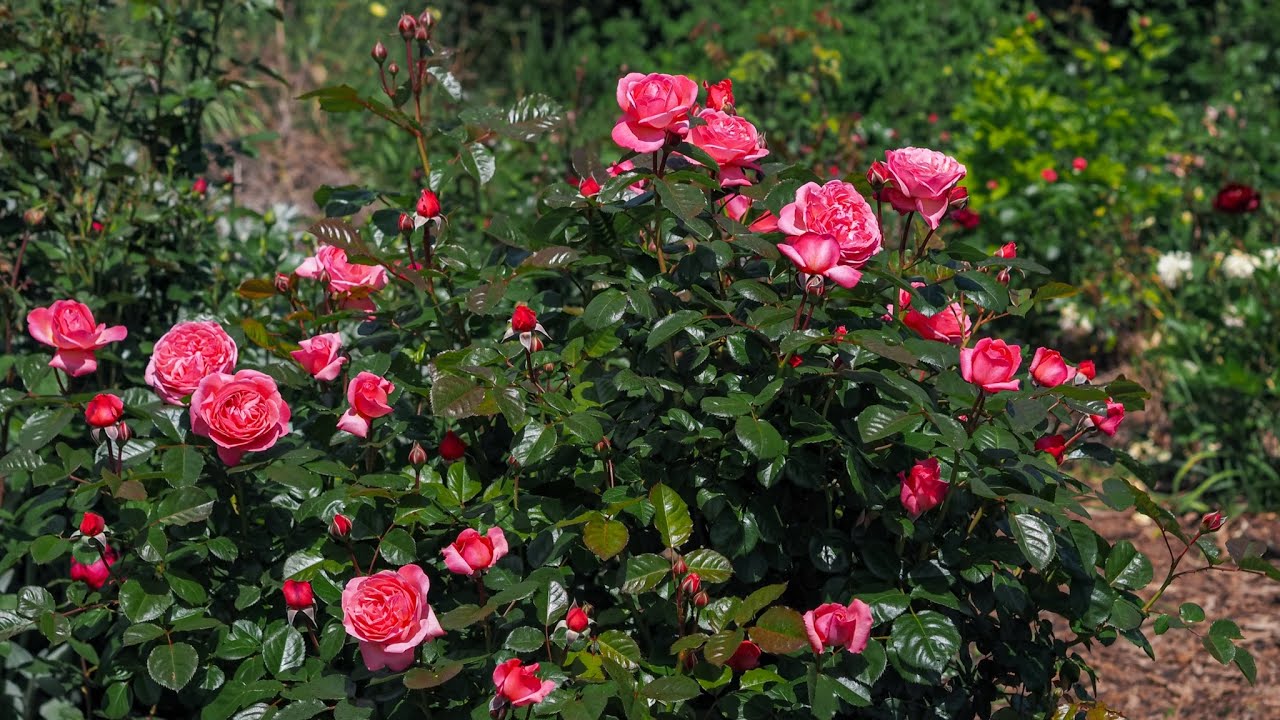 Kordes rose Kölner Flora/Flora Colonia is an absolute stunner! - my garden tour May 2, 2025
