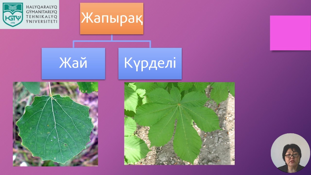 Жапырақтың морфологиялық және анатомиялық құрылысы