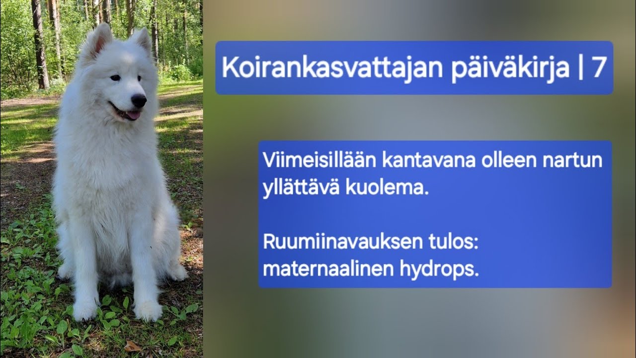 Viimeisillään kantavan nartun kuolema | Maternaalinen hydrops | Koirankasvattajan päiväkirja | 7