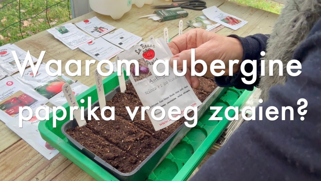 Ini's Moestuin #263 Waarom paprika, peper, aubergines vroeg zaaien? Witlof oogsten, sla zaaien.