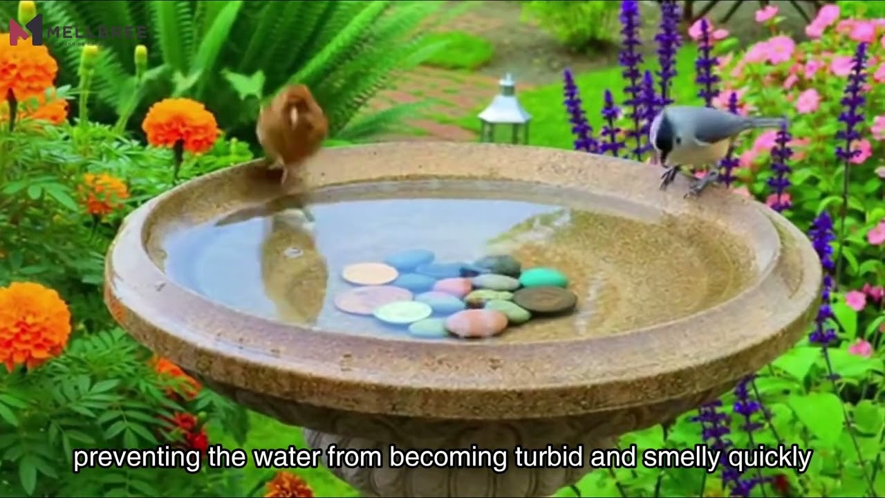 Throwing coins into bird baths?That&rsquo;s not a wish&mdash;it used to be science. 