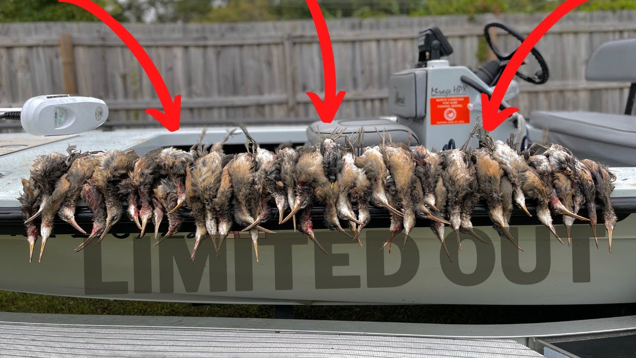 Clapper Rail Hunting North Carolina during a Flood Tide