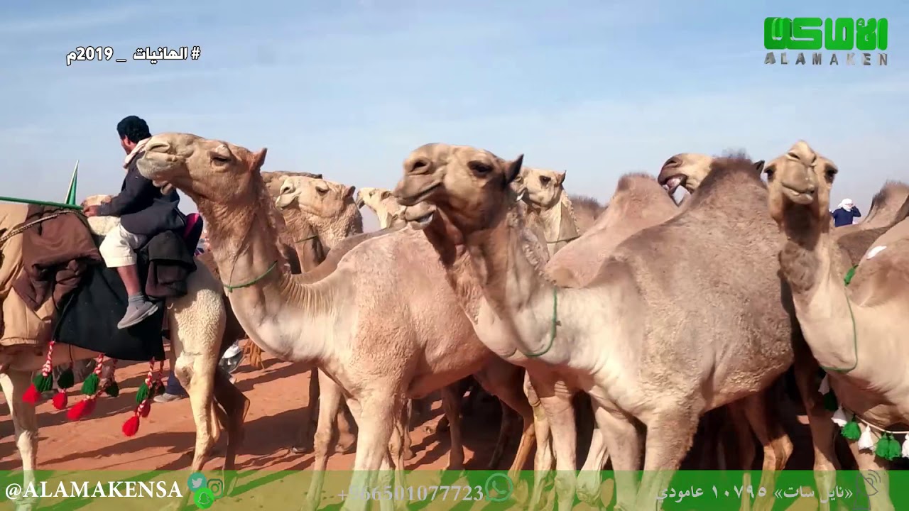 مسيرة منقية رجل الأعمال مهنا بن إبراهيم المزروعي السبيعي العنزي