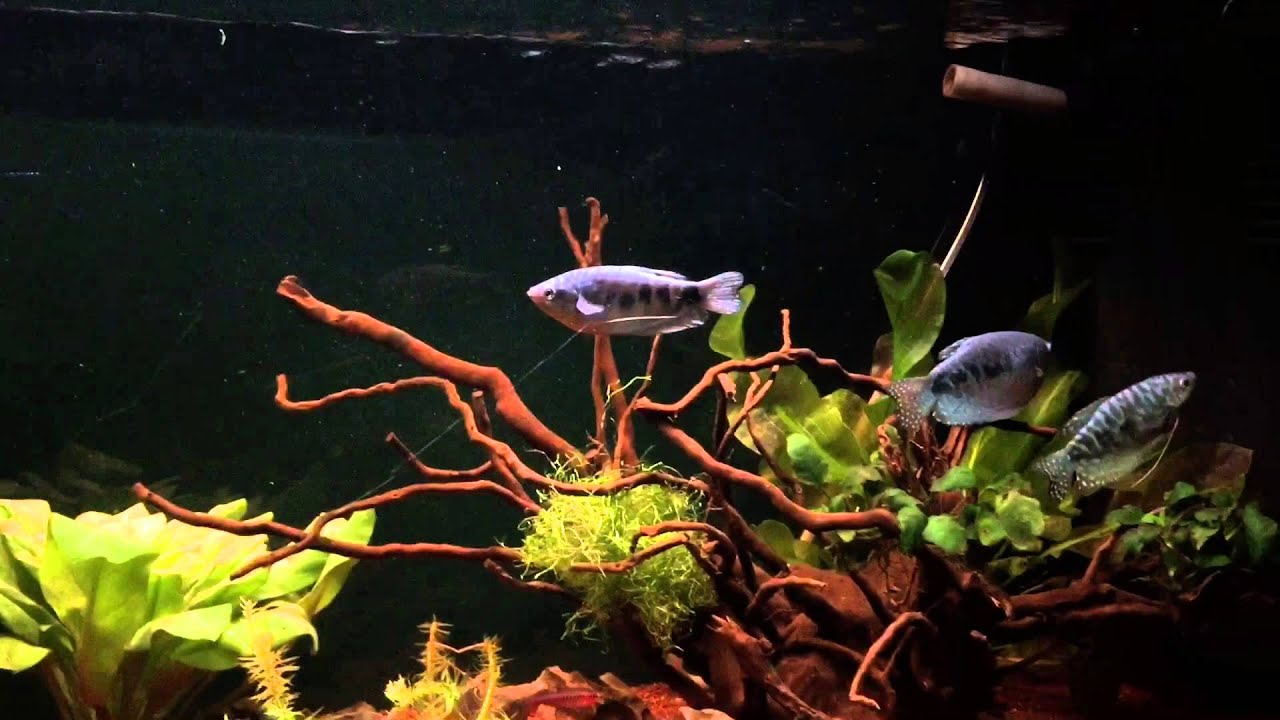 Biotopo asiatico