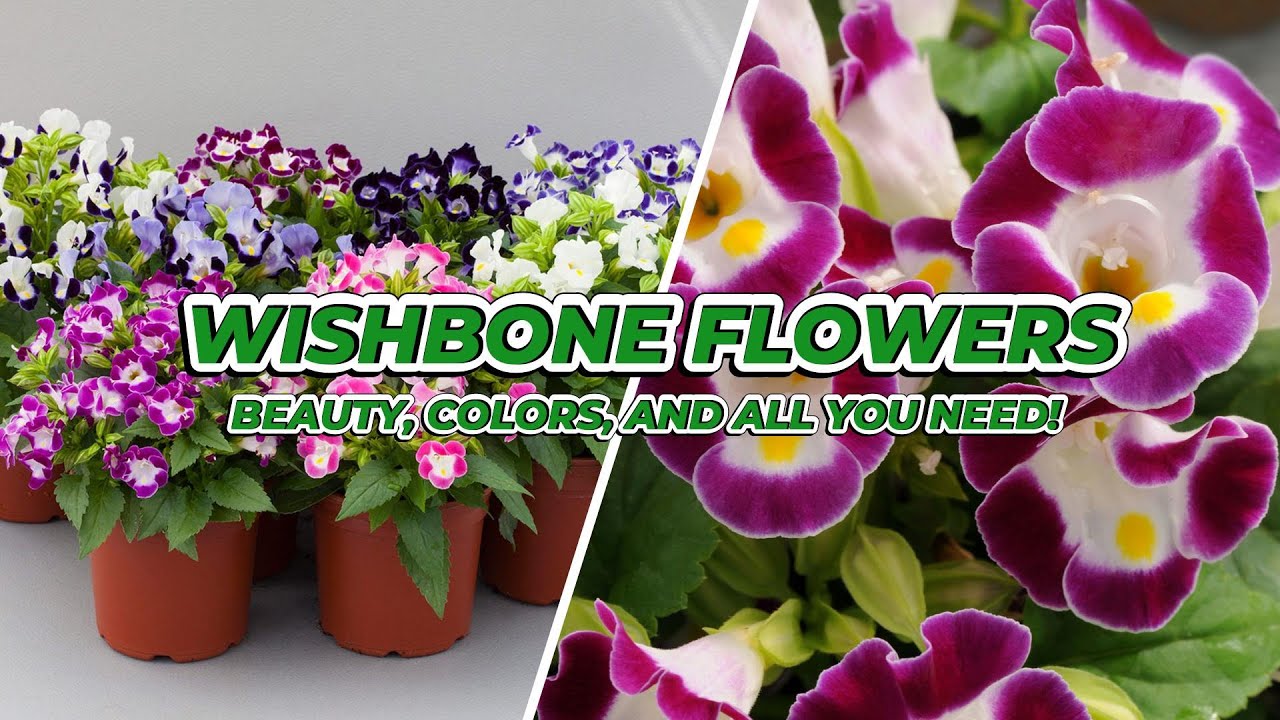 Wishbone Flowers: Plants Suitable for Planting at Your Home!