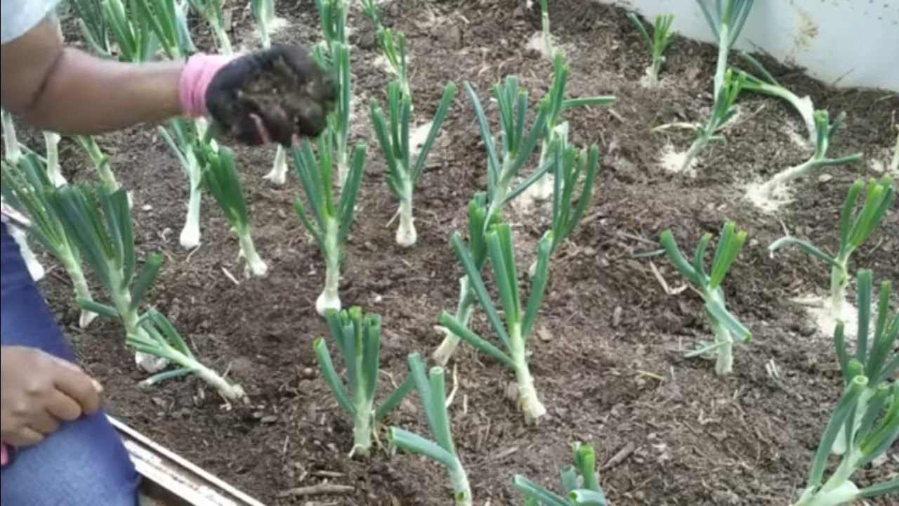 Growing BIG ONION Bulbs ~ It's Time For Phase 2!
