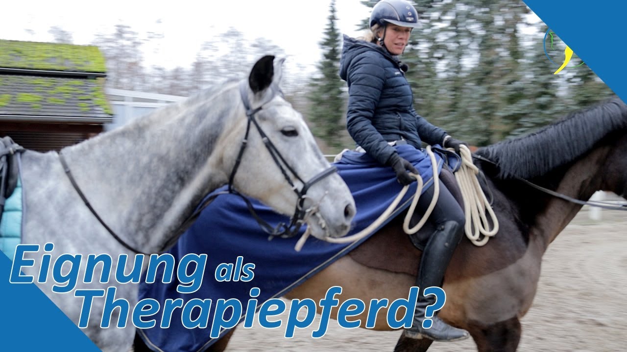 Eignungspr&uuml;fung f&uuml;r Falco - Kann er doch noch Therapiepferd werden?