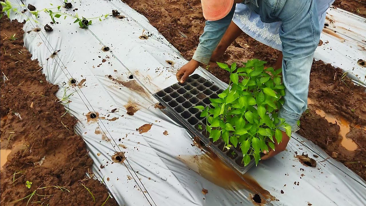 නවීන තාක්ෂණයත් එක්ක මුරියා මාලුමිරිස් පැල සිටුවීම.
