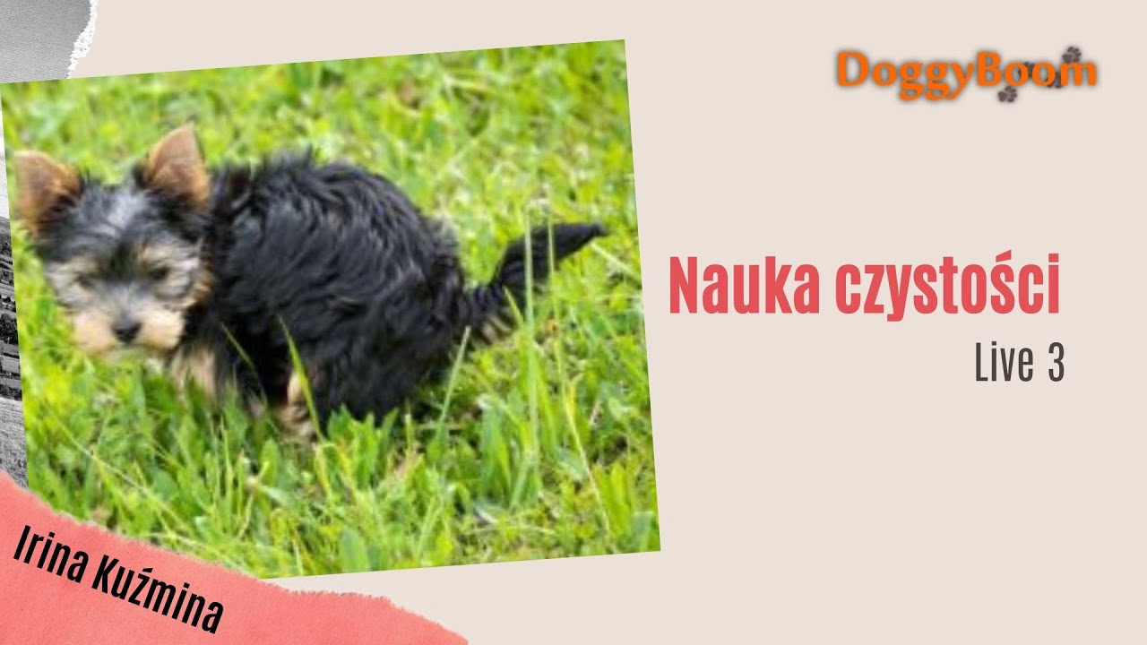 Live 3 DoggyBoom Nauka czystości
