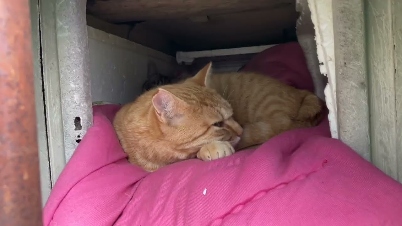 【子猫】みーちゃんととらちゃんと春の木々【若猫】