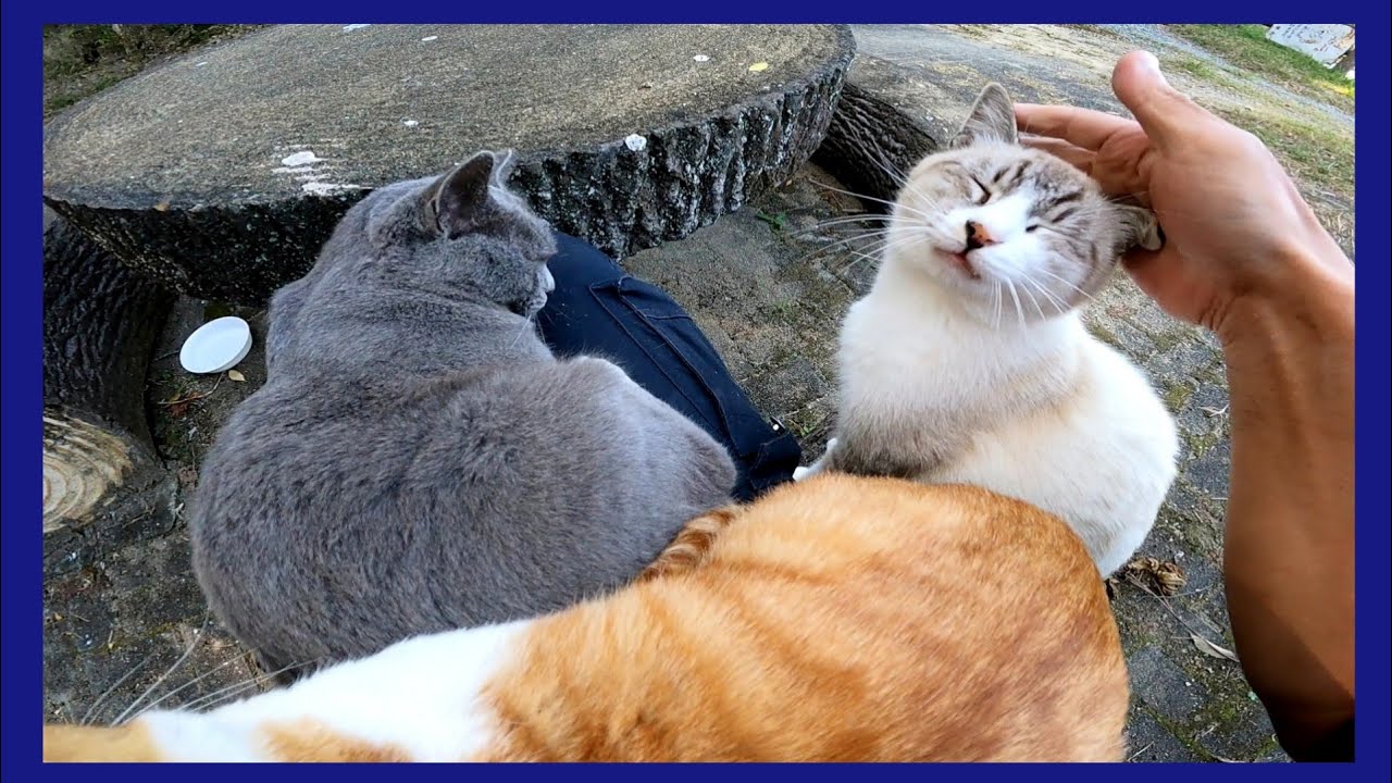 Когда я добрался до столика в парке, мне на колени села бездомная кошка.