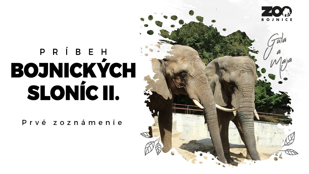 Príbeh bojnických sloníc II. - Prvé zoznámenie