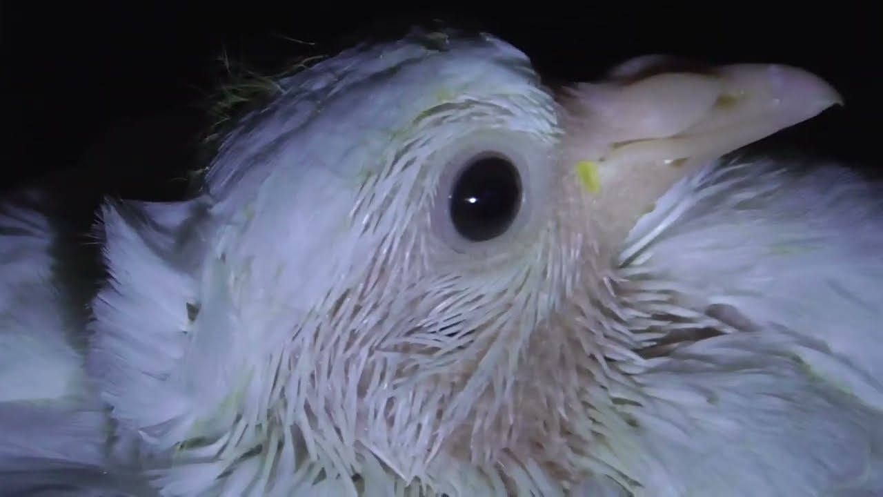 New baby dove a day old.