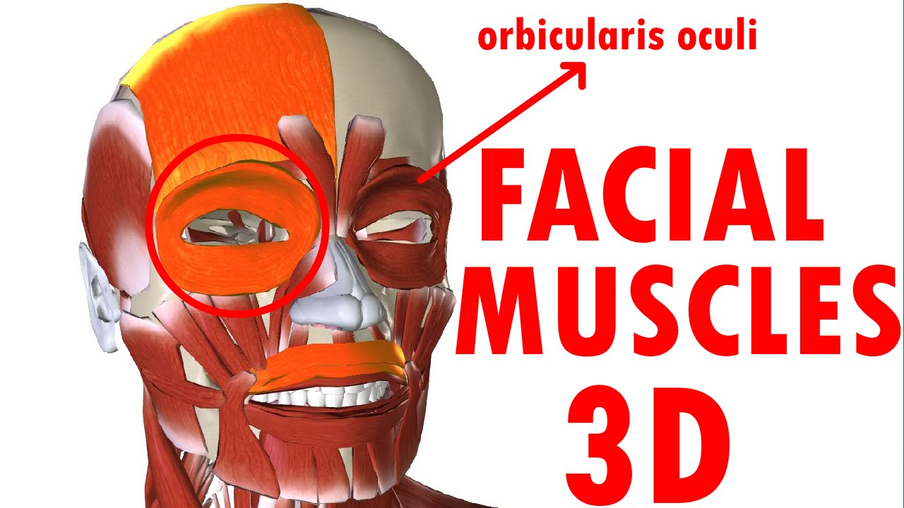 Muscles Of Facial Expression - Face Anatomy part 1