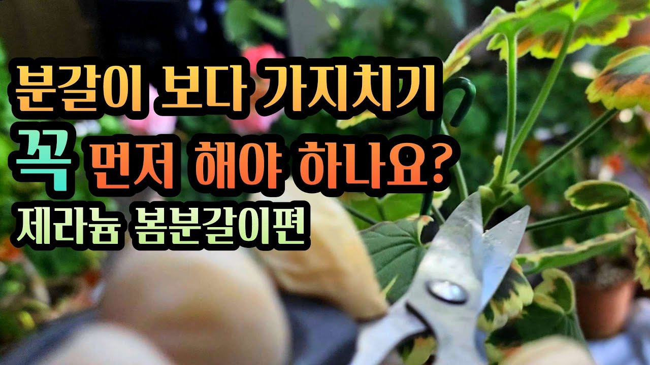[4K] 제라늄 꽃대는 살리고 가지치기 자를건 자르고 뿌리는 더더 튼실하게~ 봄 분갈이의 핵심은 바로 이것!!!  