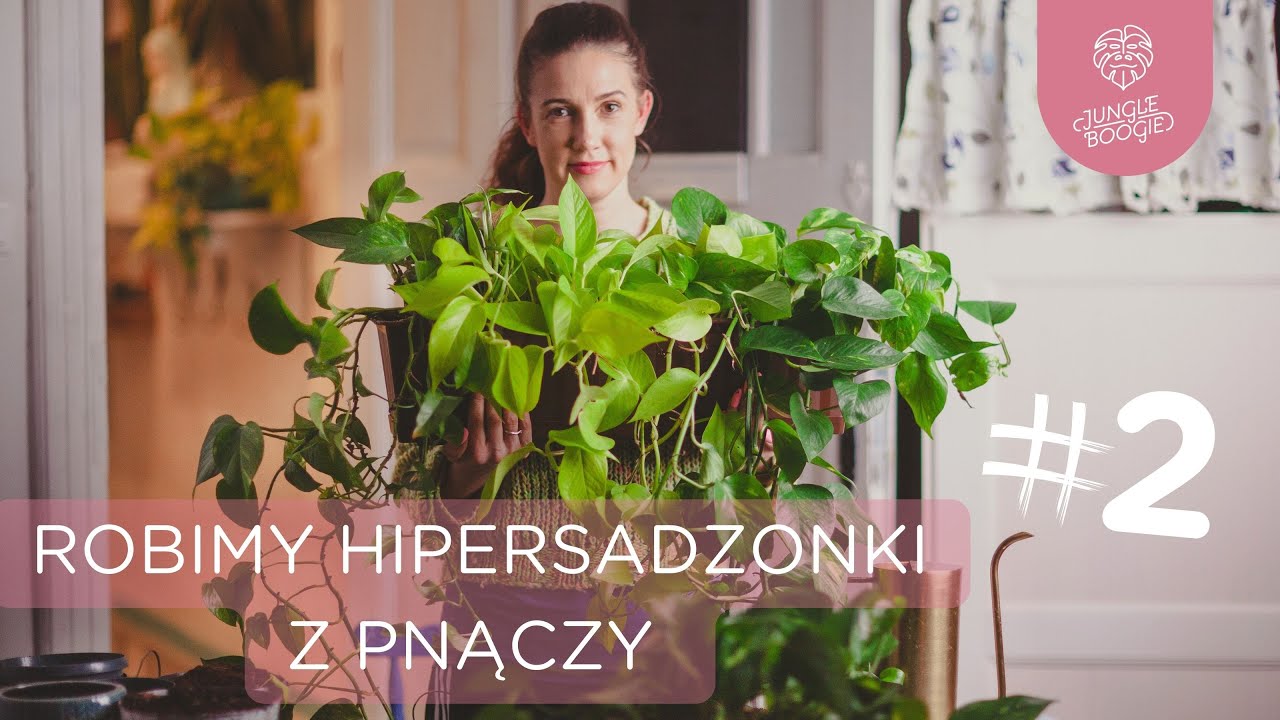 Co zrobić, by nasze pnącza były super gęste i długie? // Hipersadzonki z pnączy cz.2