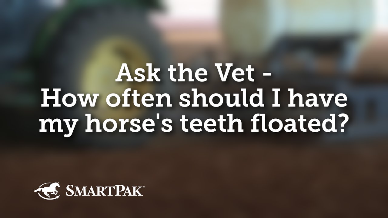 Ask the Vet - How often should I have my horse's teeth floated?