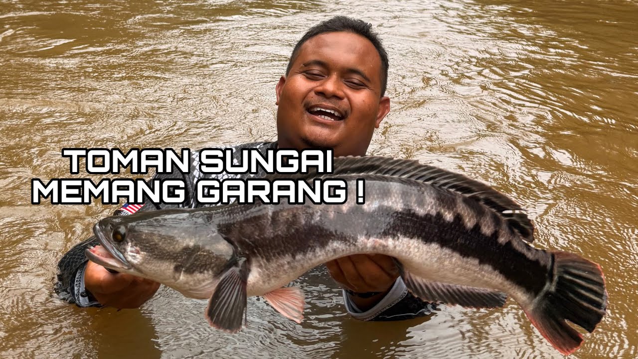 TOMAN SUNGAI LENGGOR ! LETUPAN PADU DARI SANG TOMAN !