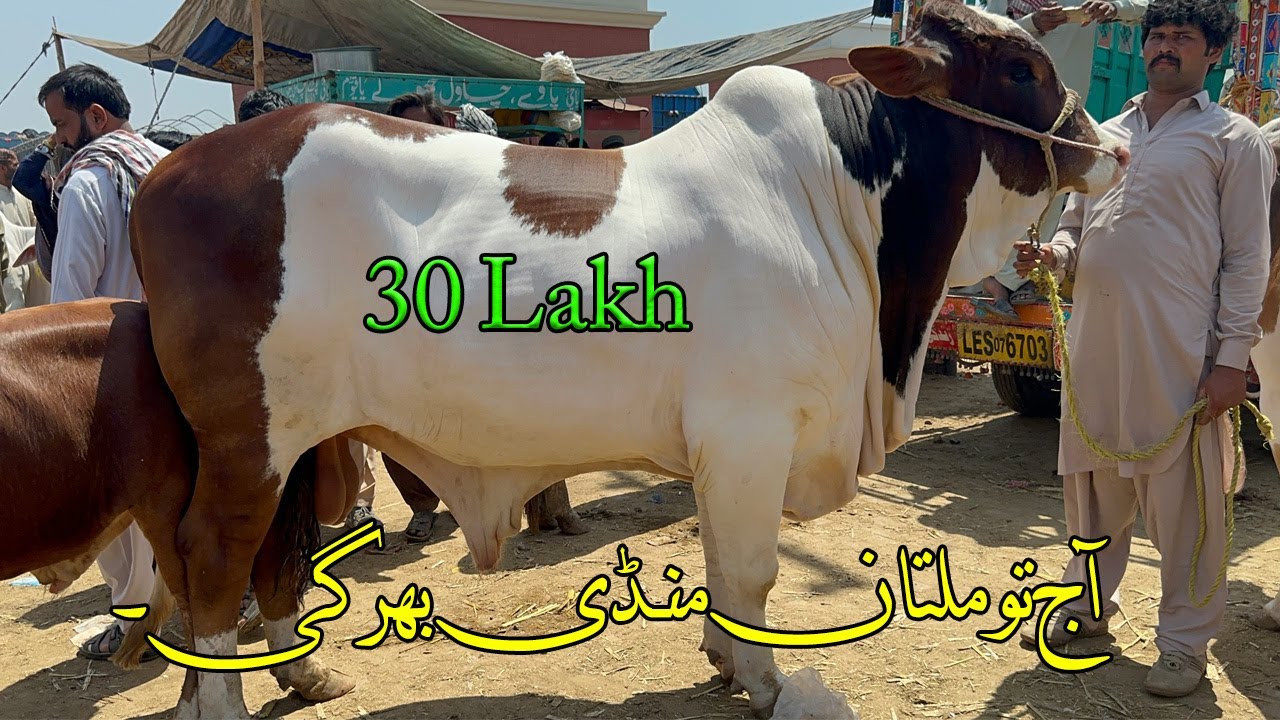 Costumer Hi Costumer Multan Mandi Main Howay Soday 30 lakh Demand @SSTvs
