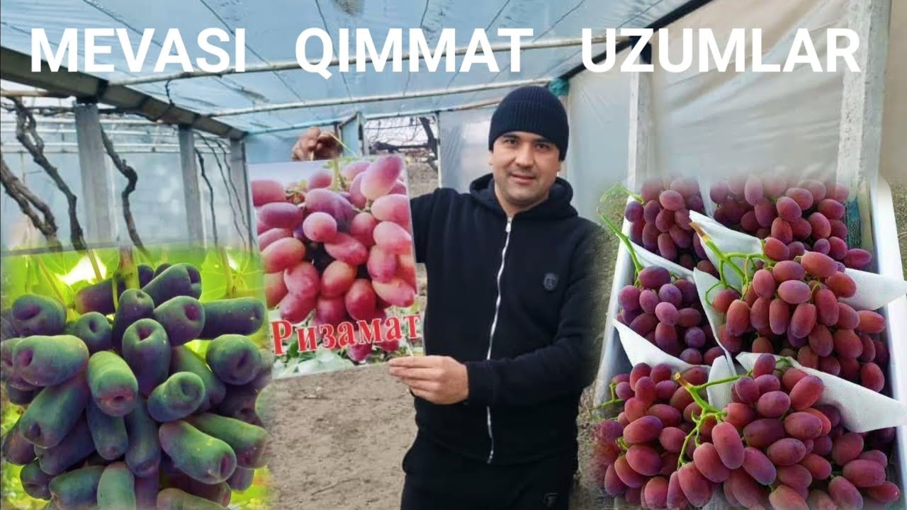 1 000  Dona  Navoiylig  Mujozimizga  Ishonchli   5 Xil  Uzum  Kòchatlaridan  Junatig..