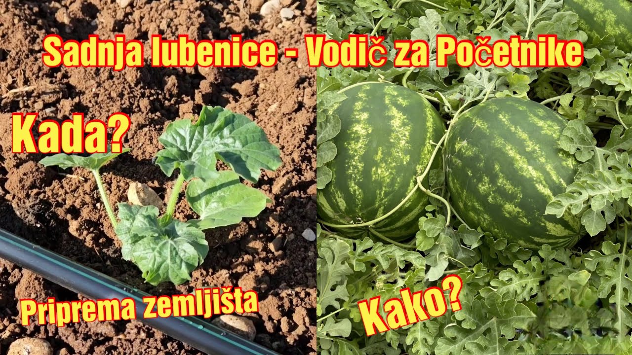 Sadnja Lubenice/Karpuze - priprema zemljista, vrijeme i sadnja