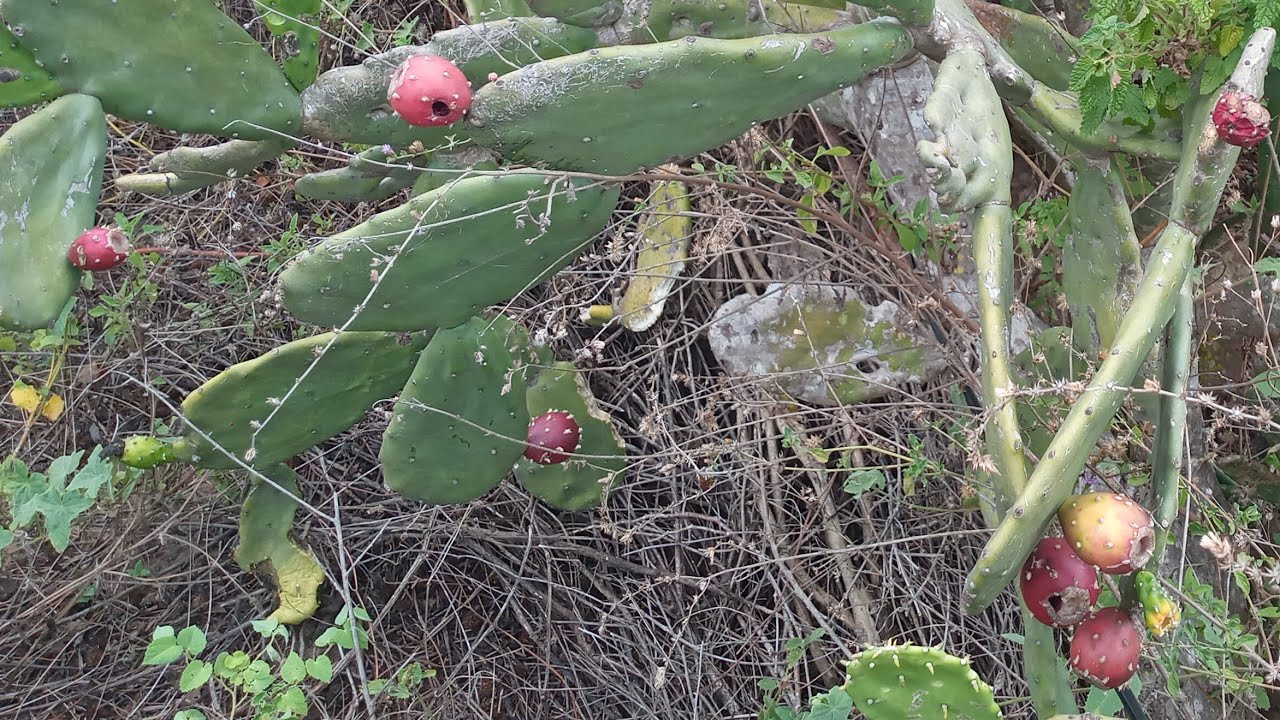 Por que as flores das palmas não viram frutas? Resposta ao canal @agroflorestasma3848 