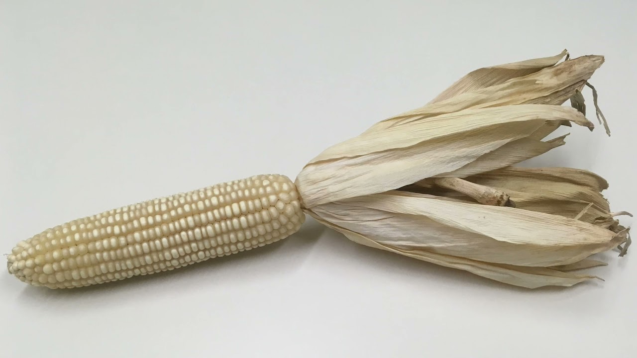 About White Corn