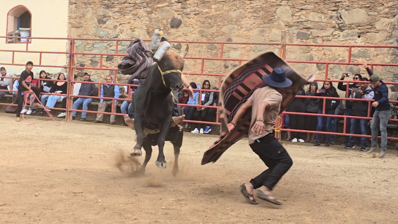 AGARRON DE RANCHOS TOROS CRIOLLOS EN SANTO TOMAS LACHITA DICIEMBRE 2024